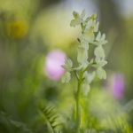 Orchis de Provence ; Provence orchid