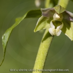 Epipactis à feuilles écartées - Epipactis distans (Epipactis helleborine)