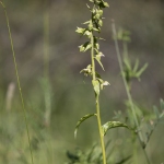 Epipactis à feuilles écartées - Epipactis distans (Epipactis helleborine)