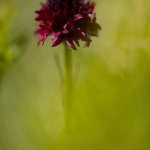 Orchis vanille (Nigritelle vanille) - Gymnadenia rhellicani)