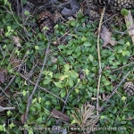 Goodyère rampante - Goodyera repens