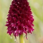 NIrgritelle du Mont Cenis - Gymnadenia cenisia