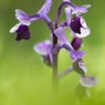 Orchis à long éperon