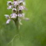 Orchis lacté