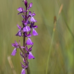 Orchis des marais