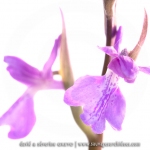 Orchis des marais