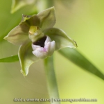 Epipactis à larges feuilles ;  broad-leaved helleborine