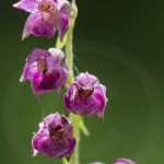 Epipactis pourpre-noirâtre