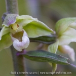 Epipactis violacé - Epipactis purpurata