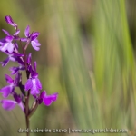 Orchis des marais