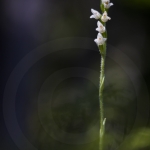 Goodyera repens