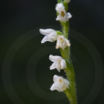 Goodyera repens