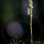 Goodyera repens