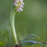 Orchis maculé