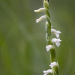 Spiranthe d'été - Spiranthes aestivalis