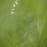 Spiranthe d'été ; summer lady's-tresses