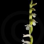 Spiranthe d'été - Spiranthes aestivalis