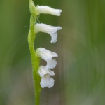 Spiranthe d'été - Spiranthes aestivalis