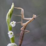 Mante sur une Spiranthe d'été ; summer lady's-tresses and Praying mantis