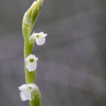 Spiranthe d'été - Spiranthes aestivalis