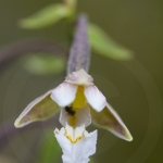 Epipactis des marais - epipactis palustris