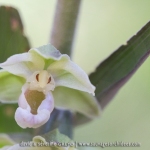 Epipactis violacé - Epipactis purpurata