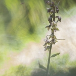 Epipactis violacé ; Violet helleborine