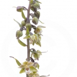 Epipactis violacé - Epipactis purpurata