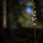 Epipactis violacé ; Violet helleborine