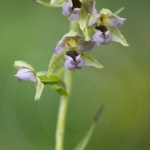 Epipactis à larges feuilles