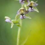 Epipactis à larges feuilles ; broad-leaved helleborine