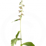 Epipactis à larges feuilles ; Broad-leaved helleborine