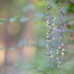 Epipactis violacé ; Violet helleborine