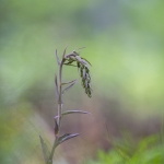 Epipactis violacé - Epipactis purpurata