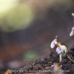 Epipogon sans feuille ; ghost orchid