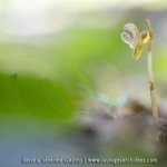 Epipogon sans feuille ; ghost orchid