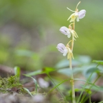 Epipogon sans feuille - Epipogium aphyllum