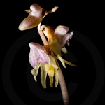 Epipogon sans feuille ; ghost orchid