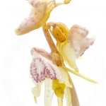 Epipogon sans feuille ; ghost orchid