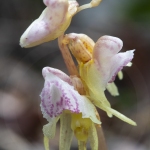 Epipogon sans feuille - Epipogium aphyllum