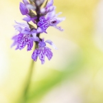 Orchis de Fuchs ; Common spotted orchid