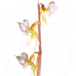 Epipogon sans feuille - Epipogium aphyllum