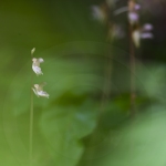 Epipogon sans feuille - Epipogium aphyllum