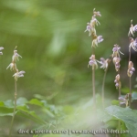 Epipogon sans feuille ; ghost orchid