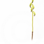 Racine de corail en fructification - Corallorhiza trifida