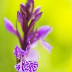 Orchis des Alpes ; Alpine orchid