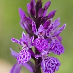 Orchis des Alpes ; Alpine orchid
