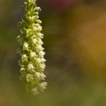 Orchis miel ; Small white orchid