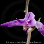 Céphalanthère rouge - Cephalanthera rubra