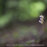 Epipogon sans feuille - Epipogium aphyllum